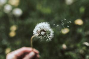 Mogelijkheden as na cremeren crematie verstrooien herdenken thuis bewaren bijzondere urn